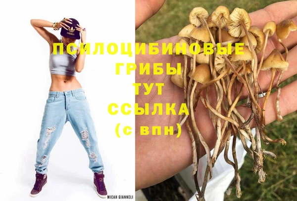 сатива Аркадак